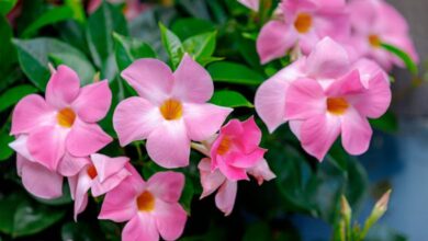 mandevilla plant